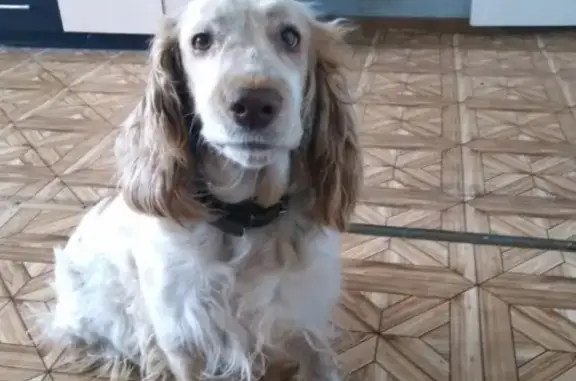 Пропала собака Чара в Нефтекамске