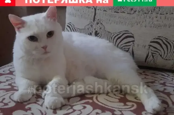 Потерянные животные Новосибирск, фото: Пропал белый кот на Невельского!