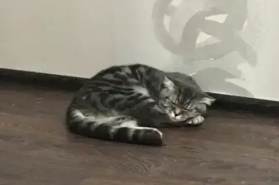 Кошки потеряшки, Тольятти, фото: Потеряшка кошка в СНТ Вишняки, Тольятти