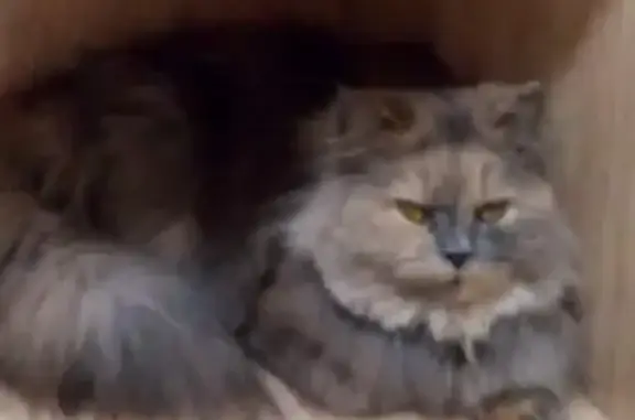 Пропала кошка Люся в Таганроге