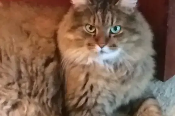 Потерянные животные Смоленск, фото: Пропала кошка на ул. Рыленкова, Смоленск