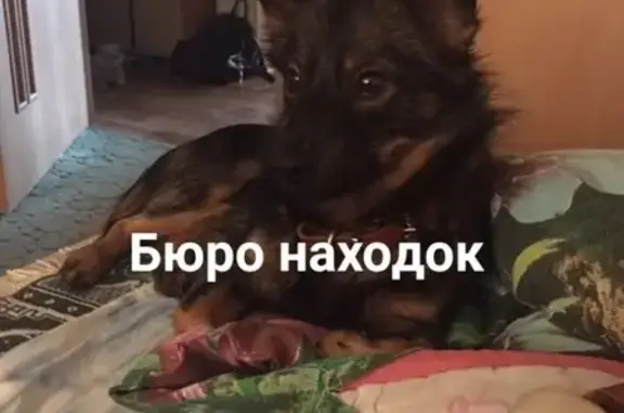 Собаки потеряшки, Архангельск, фото: Потеряшка пёс в Северодвинске, район ДК Строителя