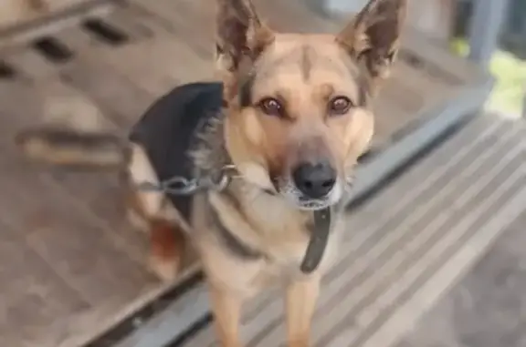 Пропала собака Мухтар в Новосибирске