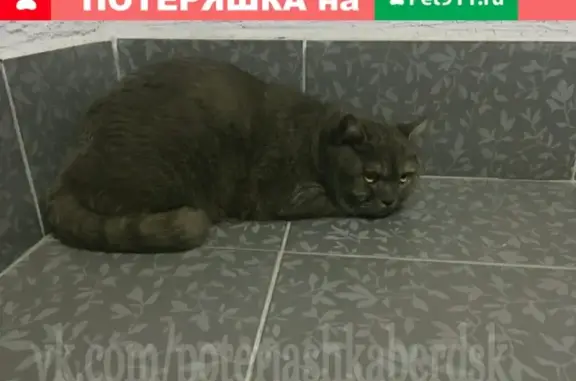 Найден кот в Бердске на Красной Сибири!