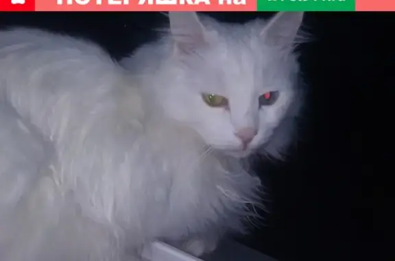 Потерянные животные Новосибирск, фото: Пропала кошка в Новосибирске: белый кот с глазами разного цвета.