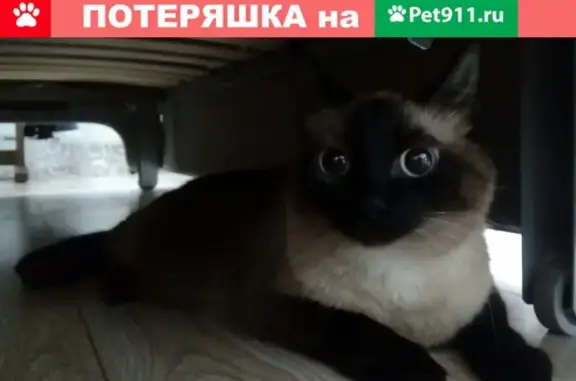 Найдена кошка на Богатырском пр. 58, ищем хозяев или передержку
