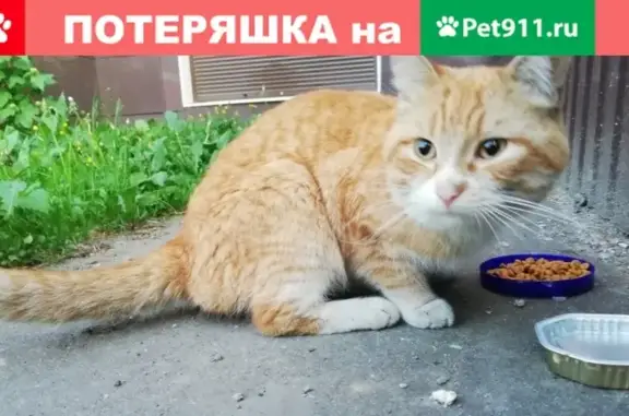 Найдена кошка на Шекснинском пр.16