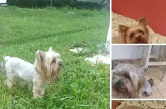 Найдена собака, Москва, фото: Собака на Одесской, Москва