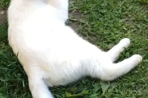 Пропала белая кошка в Красногорске