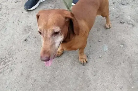 Найдена собака в Красном Яре, Новосибирск