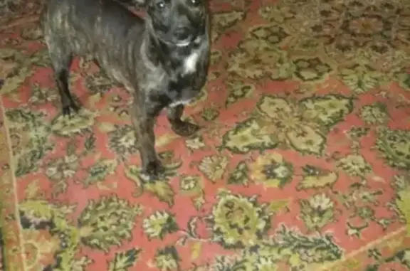 Потерянные животные Ульяновск, фото: Пропала собака Ася в Ульяновске на пер. Дружбы