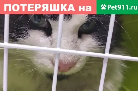Найден черно-белый кот в Казани