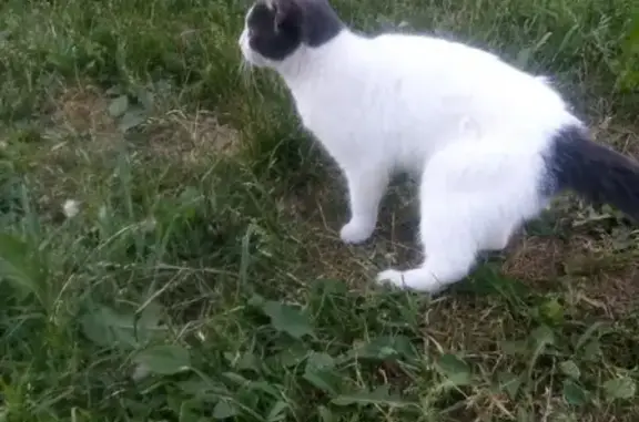 Найдена кошка в Твери, ищем хозяина!