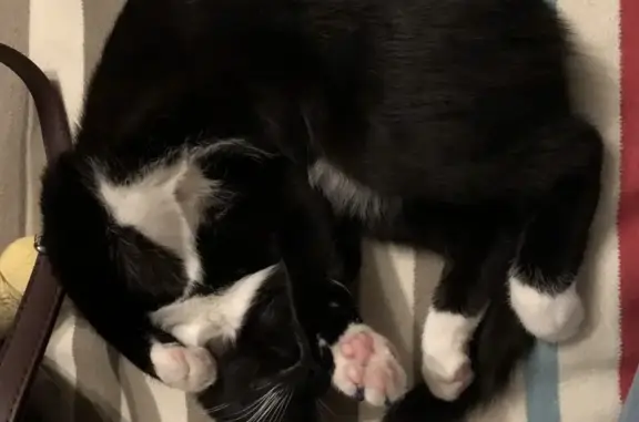 Потерянные животные Москва, фото: Пропала кошка Курт в парке Сад будущего (Москва)