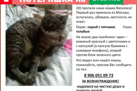 Пропала кошка в Ловцах, Московская обл.