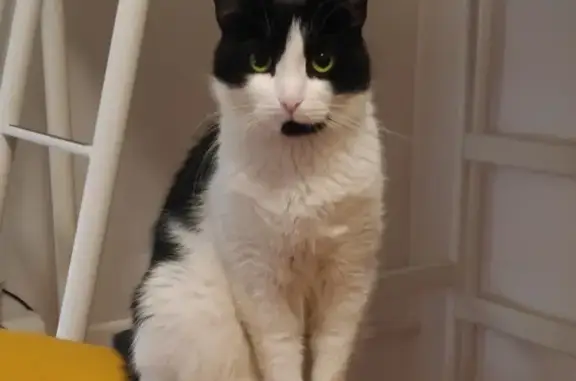 Потерянные животные Москва, фото: Пропала кошка на Новокузнецкой улице, рядом с метро Павелецкая