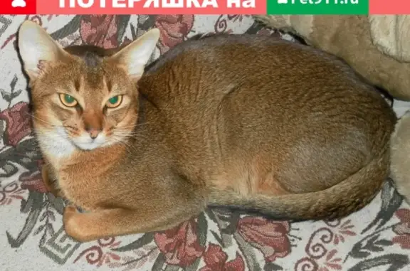 Пропала абиссинская кошка в районе Силикатной, г. Подольск