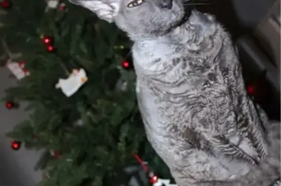 Кошки потеряшки, Москва, фото: Потеряшка голубая кошка на 1-й Владимирской, 3