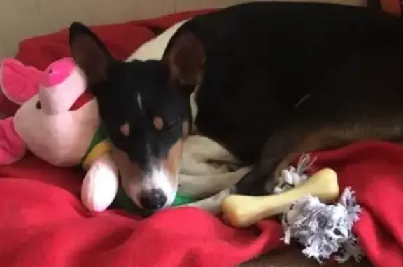 Собаки потеряшки, Нижний Новгород, фото: Потеряшка собака на пл. М. Горького