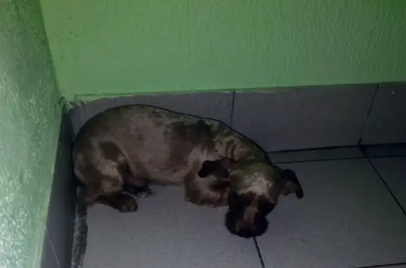 Найдена собака в Москве, Бибирево на улице Пришвина