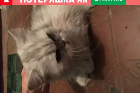 Найдена кошка на Лосевской улице в Москве
