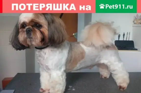 Пропала собака на ул. Камская, ипподром (Умка, ши тцу, 8 лет)