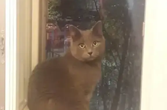 Потерянные животные Москва, фото: Пропала кошка Кот в СНТ Садовод-Сад-3 с ошейником и кулоном