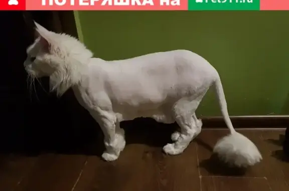 Кошки потеряшки, Москва, фото: Потеряшка кошка в поселении Воскресенское, вознаграждение за находку.