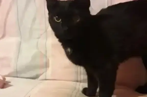 Найдена черная кошка на Новомарьинской, 6 мес.