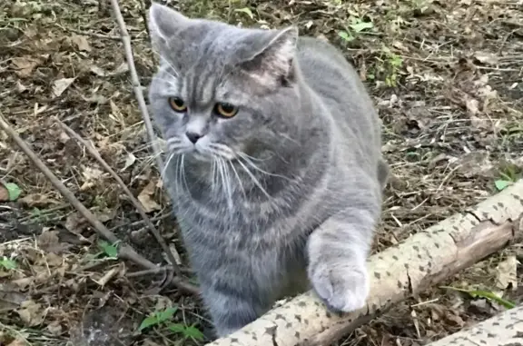 Пропал кот Басик в деревне Семкино, Рязанская область