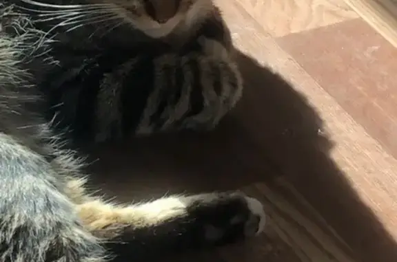 Найден домашний котик с белыми лапками в Мурино