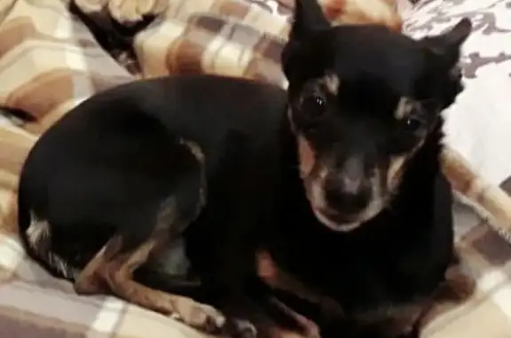 Собаки потеряшки, Москва, фото: Потеряшка собака Эльба, улица Мусы Джалиля 2к1