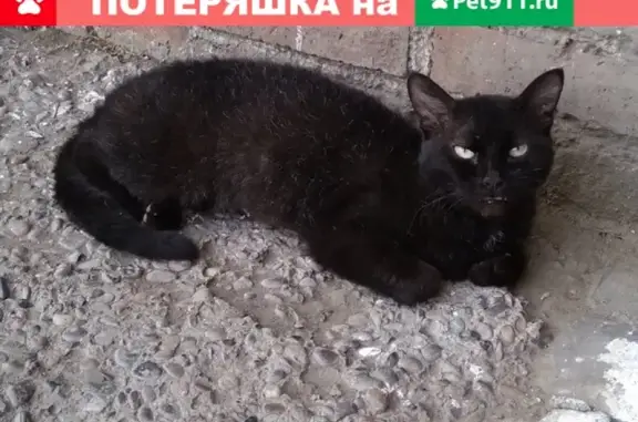Пропала кошка на ул. Коломенская (правый берег)