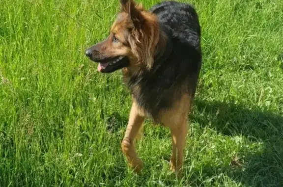 Найдена собака в Ново-савиновском районе, Казань