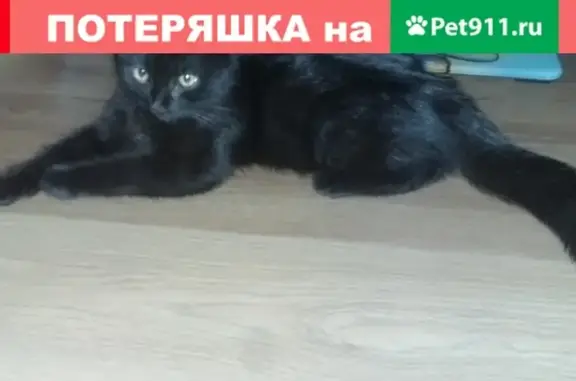 Найден котенок на ул. 2-й Пятилетки, домашний, ищем хозяина (Краснодар)