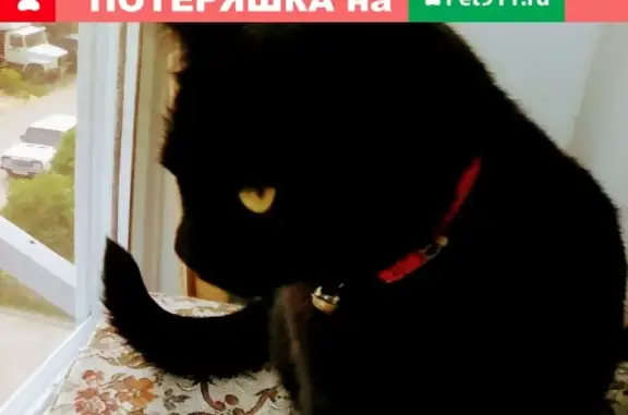 Найдена кошка на ул. Забайкальской, ищем хозяев