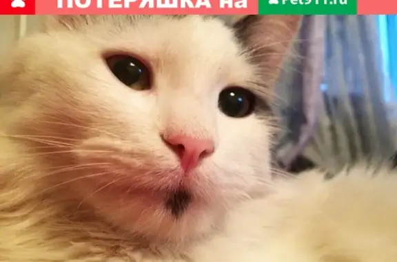Пропала кошка в Белоярском: помогите найти! #zoo@zar_irr
