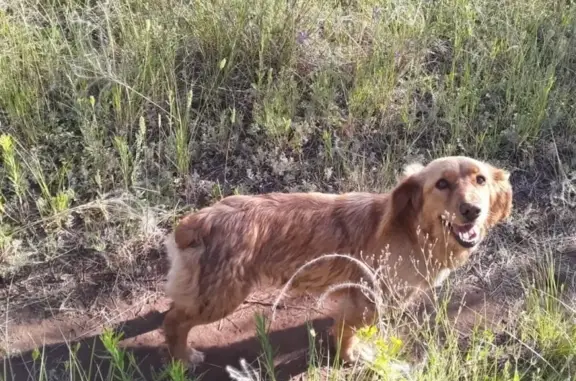 Найдена собака Найда в Бузулуке