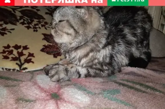 Найдена кошка на ул. Дзержинского, ищем хозяина