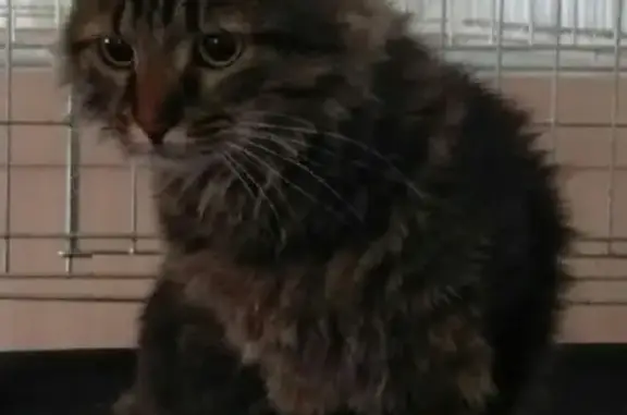 Найдена домашняя кошка в Череповце на Луначарского, 22!