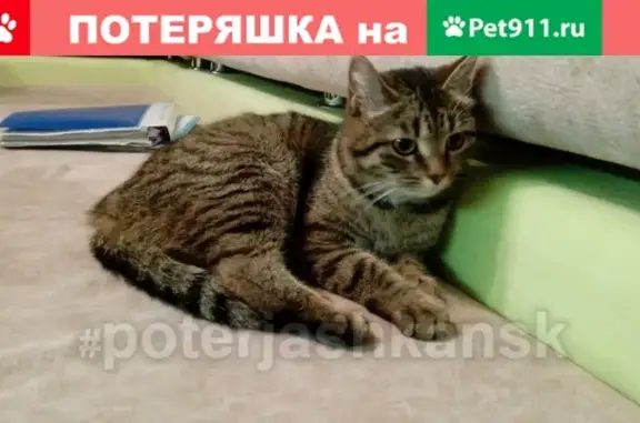 Найдена кошка возле Калининского района Новосибирска