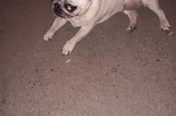 Найдена собака мопс в Краснодаре!
