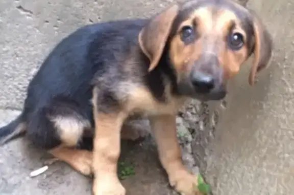 Найден щенок на Детском переулке в Железногорске