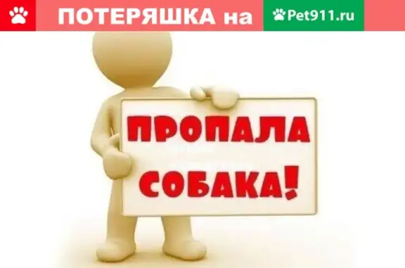 Собаки потеряшки, Москва, фото: Потеряшка собака в Москве, ул. Шоссейная, кличка Дина