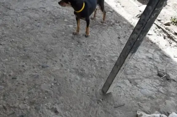 Пропала собака породы мини той терьер в районе Восточная-Дубинская, возраст 3 года, кличка Джек.