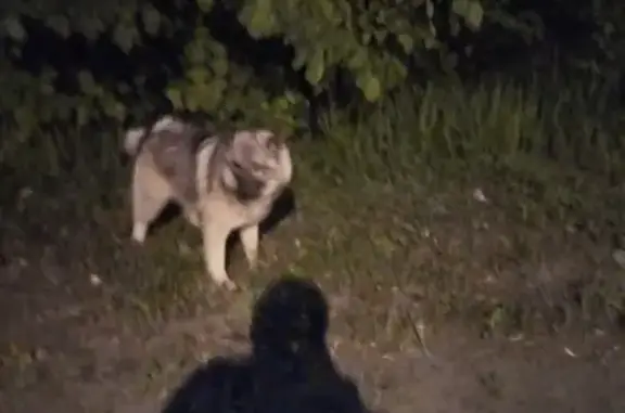 Найдена собака на Прогонной 16 к.2, СПб (VK: id410337682)