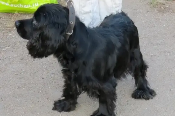 Найдена собака в посёлке Восход, Московская область - ищем хозяев!