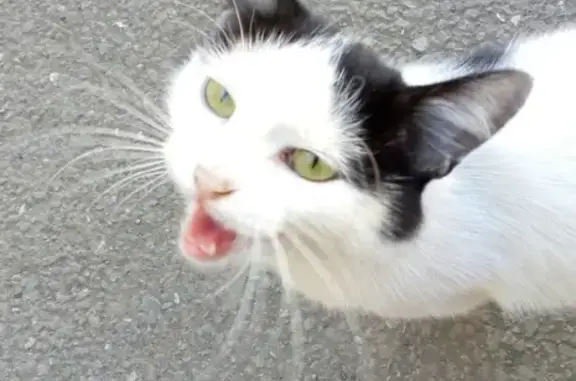 Найдена домашняя черно-белая кошка на ул. Чернышевского д10, Нижний Тагил. Ищем хозяев.