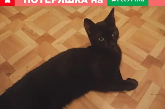 Пропала кошка на Кулагина, Ростов-на-Дону