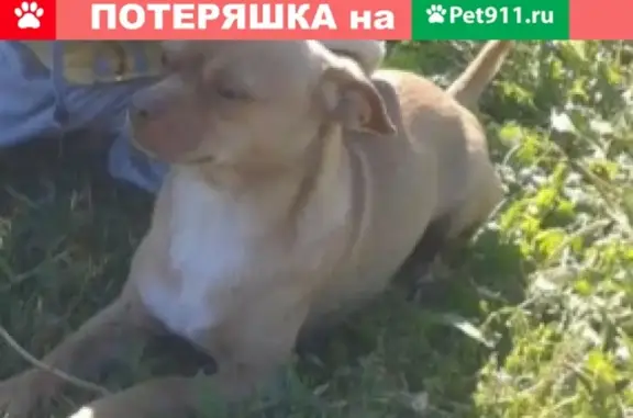 Пропала собака в Красноармейске, Саратовская область